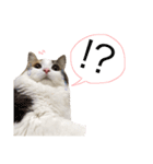 三毛猫ののさん（個別スタンプ：10）
