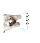 三毛猫ののさん（個別スタンプ：13）