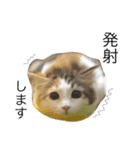 三毛猫ののさん（個別スタンプ：14）