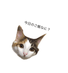 三毛猫ののさん（個別スタンプ：15）