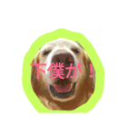 気まぐれフリコ（個別スタンプ：1）