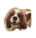 すぷーとにく（個別スタンプ：8）