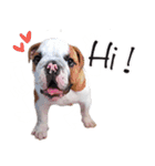 Happy bulldog Moo-Wan（個別スタンプ：1）
