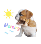 Happy bulldog Moo-Wan（個別スタンプ：2）