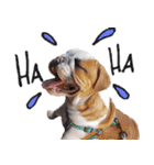 Happy bulldog Moo-Wan（個別スタンプ：3）