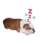 Happy bulldog Moo-Wan（個別スタンプ：4）