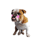 Happy bulldog Moo-Wan（個別スタンプ：5）