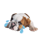 Happy bulldog Moo-Wan（個別スタンプ：7）