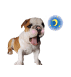 Happy bulldog Moo-Wan（個別スタンプ：8）