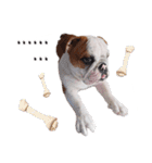 Happy bulldog Moo-Wan（個別スタンプ：9）