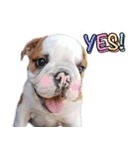 Happy bulldog Moo-Wan（個別スタンプ：10）