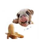 Happy bulldog Moo-Wan（個別スタンプ：12）