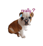 Happy bulldog Moo-Wan（個別スタンプ：13）