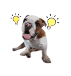 Happy bulldog Moo-Wan（個別スタンプ：14）