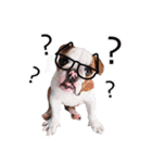 Happy bulldog Moo-Wan（個別スタンプ：17）