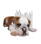 Happy bulldog Moo-Wan（個別スタンプ：18）