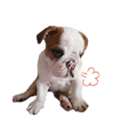 Happy bulldog Moo-Wan（個別スタンプ：21）