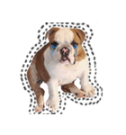 Happy bulldog Moo-Wan（個別スタンプ：23）