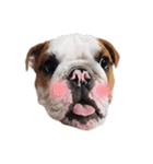 Happy bulldog Moo-Wan（個別スタンプ：24）