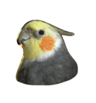 リアルオカメインコ（個別スタンプ：4）
