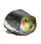 リアルオカメインコ（個別スタンプ：5）