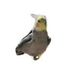 リアルオカメインコ（個別スタンプ：6）