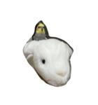 リアルオカメインコ（個別スタンプ：7）