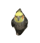 リアルオカメインコ（個別スタンプ：8）