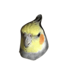 リアルオカメインコ（個別スタンプ：9）