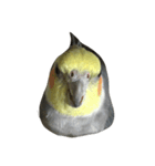 リアルオカメインコ（個別スタンプ：10）