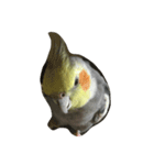 リアルオカメインコ（個別スタンプ：15）