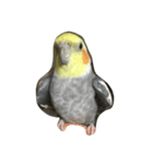 リアルオカメインコ（個別スタンプ：16）