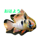 熱帯魚でご挨拶（個別スタンプ：1）