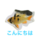 熱帯魚でご挨拶（個別スタンプ：5）