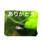 熱帯魚でご挨拶（個別スタンプ：7）