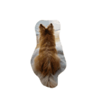 ぽっぽっ（個別スタンプ：5）