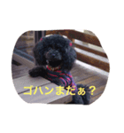 トイプー  ですが なにか？ ^ ^（個別スタンプ：2）