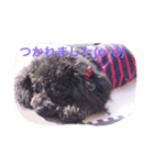 トイプー  ですが なにか？ ^ ^（個別スタンプ：3）