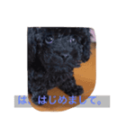 トイプー  ですが なにか？ ^ ^（個別スタンプ：6）
