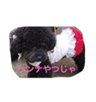 トイプー  ですが なにか？ ^ ^（個別スタンプ：7）