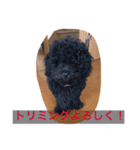 トイプー  ですが なにか？ ^ ^（個別スタンプ：8）