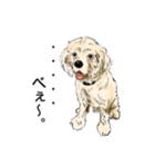 アメリカン・コッカー・スパニエル（個別スタンプ：6）