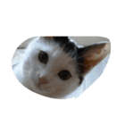 Picture Of Cat（個別スタンプ：5）