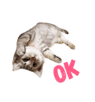 todays_momo（個別スタンプ：2）
