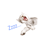 todays_momo（個別スタンプ：3）