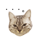 todays_momo（個別スタンプ：4）