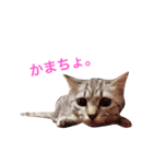 todays_momo（個別スタンプ：5）