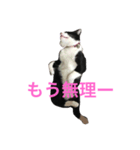 ちぃ（個別スタンプ：6）