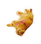 僕の猫 あこちゃん（個別スタンプ：1）