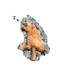 僕の猫 あこちゃん（個別スタンプ：5）